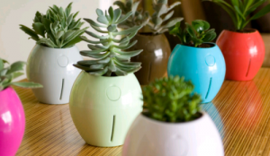 Self Watering Plant Pots