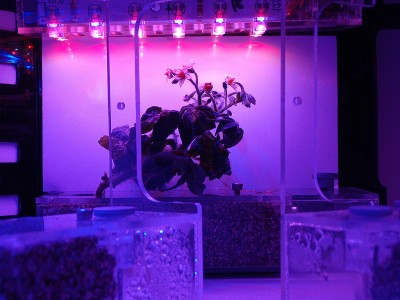 LabBox Grower - Smallest Fully Contained Hydroponic Grow Box