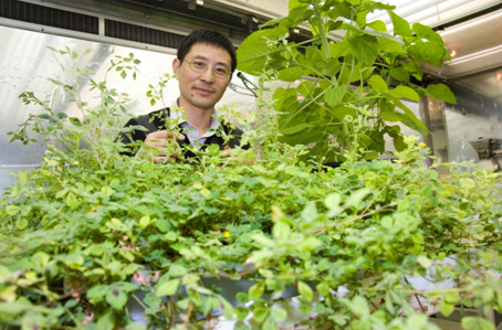 Scientists Focus towards plants to generate electricity  