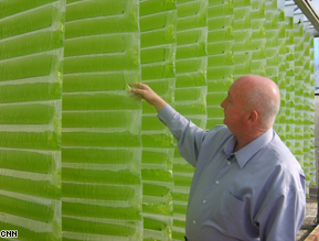 Use of Algae to produce energy through Wastewater